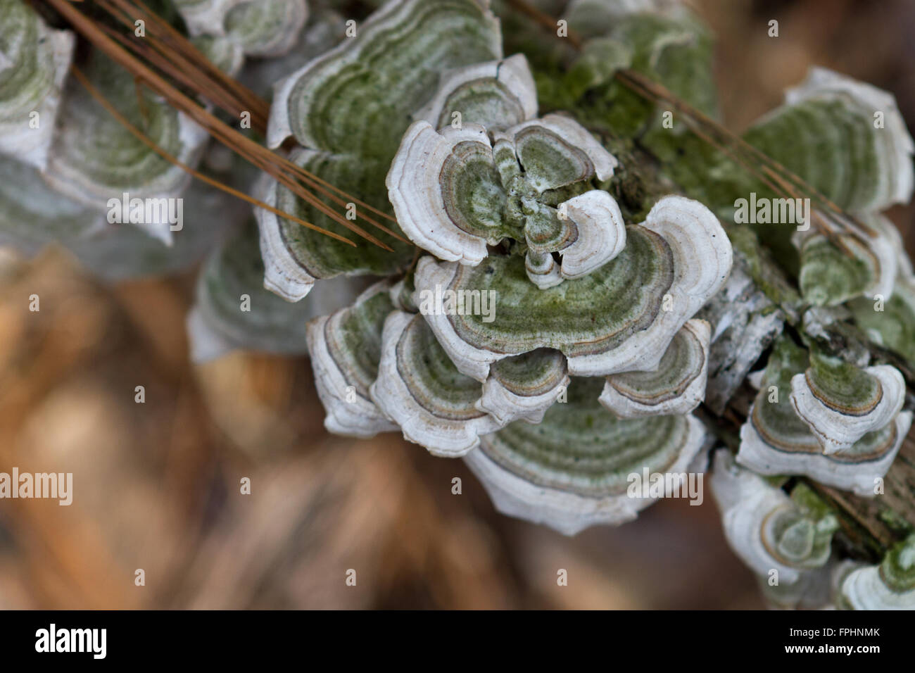 Baum Pilze, grüne Fliegenpilze im Wald am verfallenden branch Stockfoto