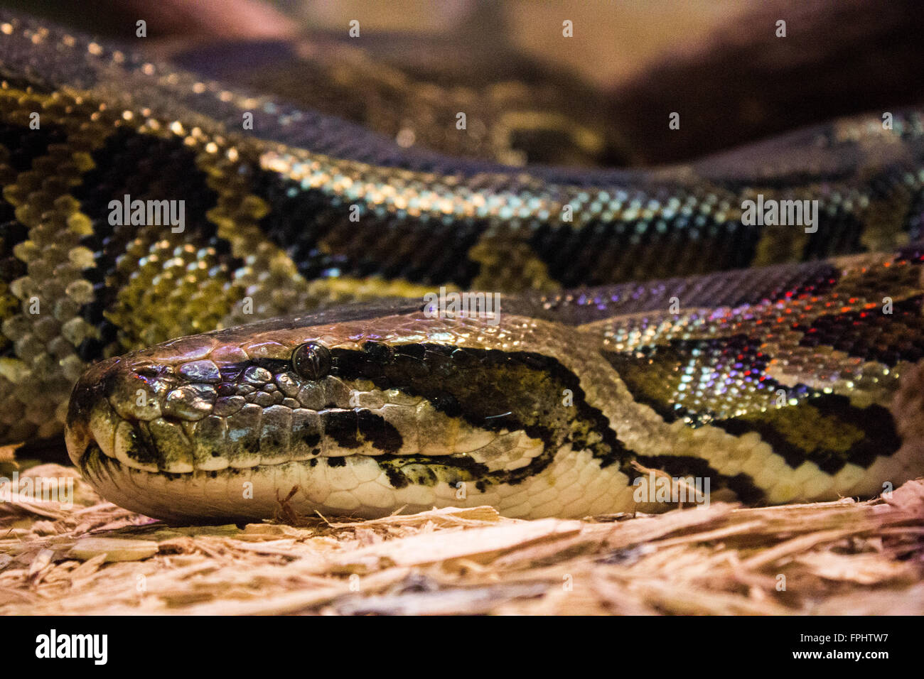 Burmesischen Python Stockfoto