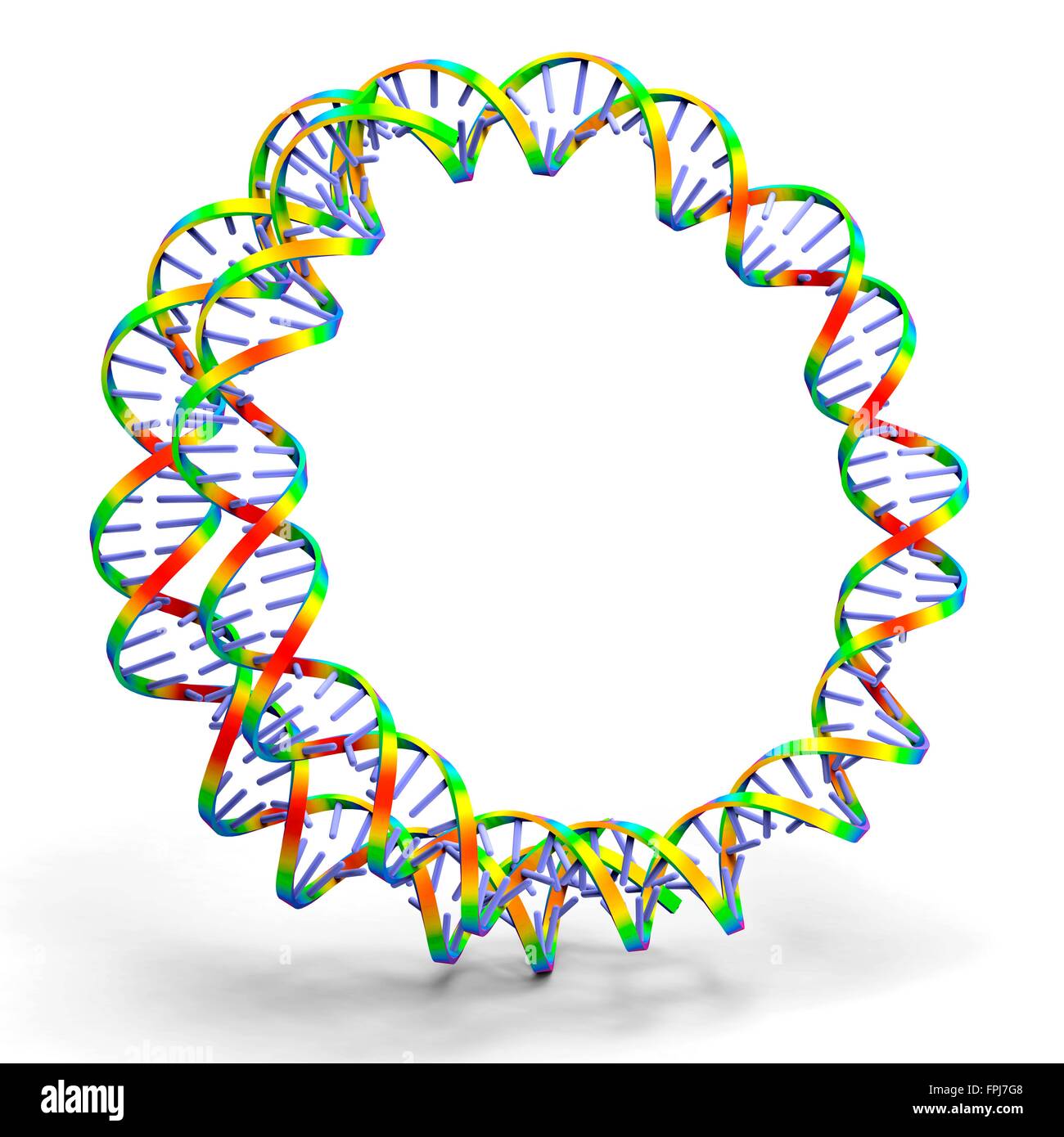 Kreisförmige DNA (Desoxyribonukleinsäure) Molekül, Computer-Grafik. Stockfoto