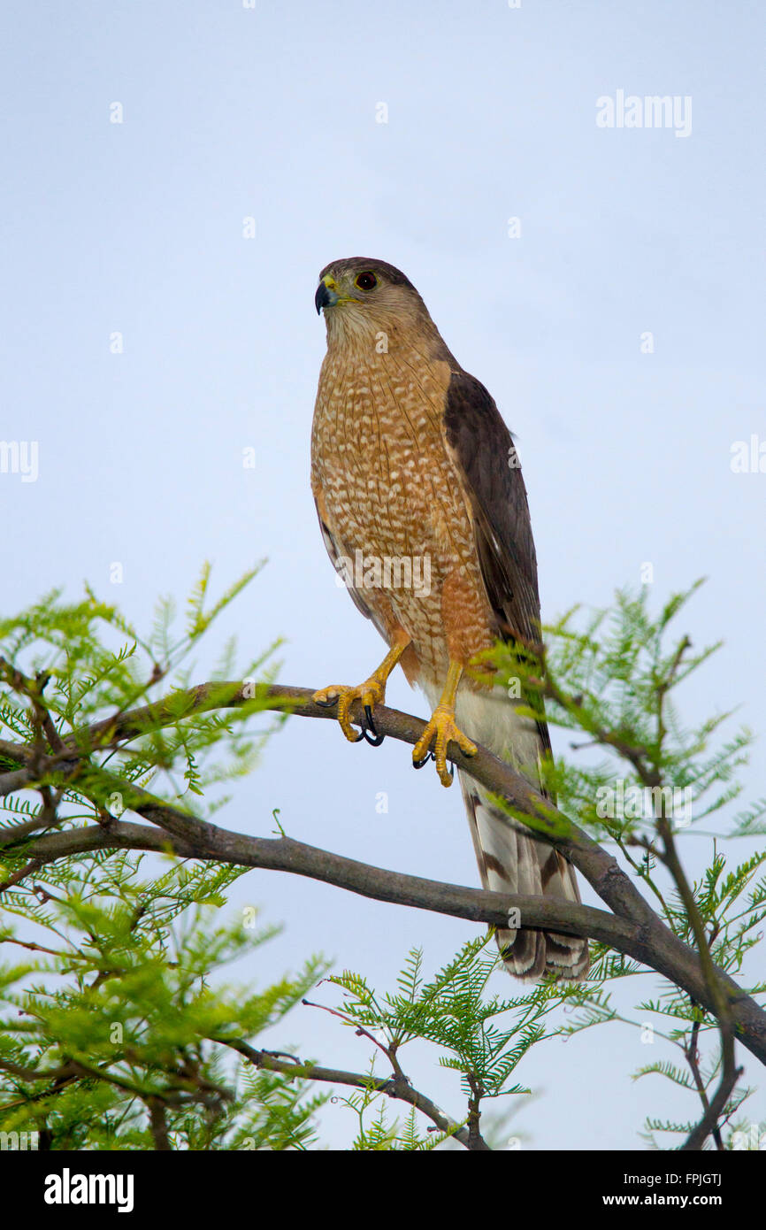 Cooper's Habicht Accipiter Cooperii Tucson, Arizona, USA 3 Juni Erwachsenen weiblichen Accipitridae Stockfoto