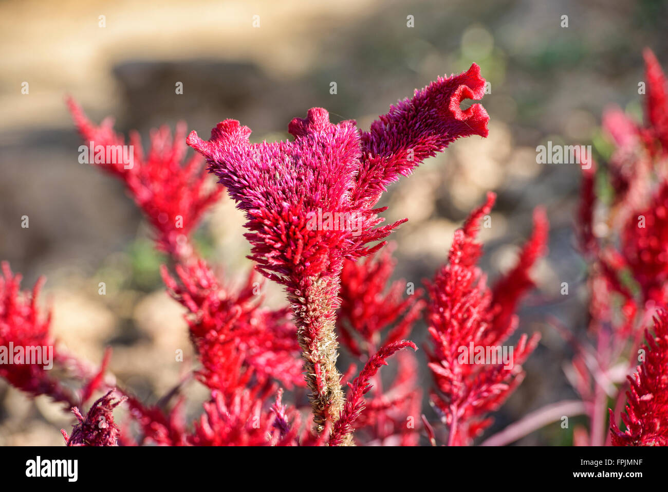Feurige rote Pflanze in Mindat, Chin-Staat, Myanmar Stockfoto