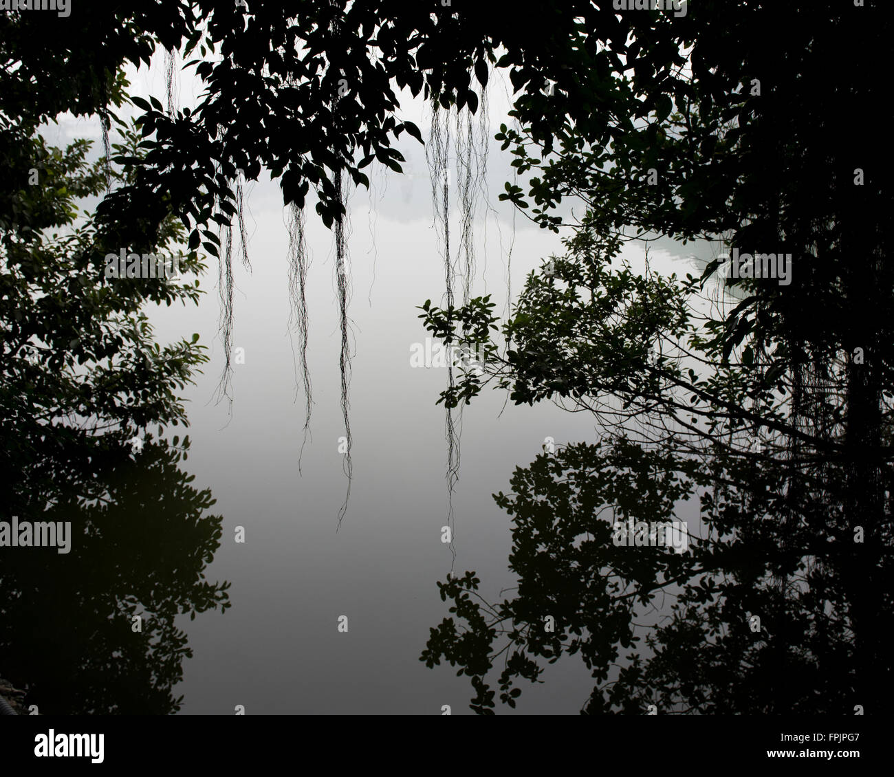 Silhouette und Reflexionen von Ranken, Zweige, Wurzeln und Blätter von den Pflanzen wachsen am Rand der Insel mit Ngoc Stockfoto