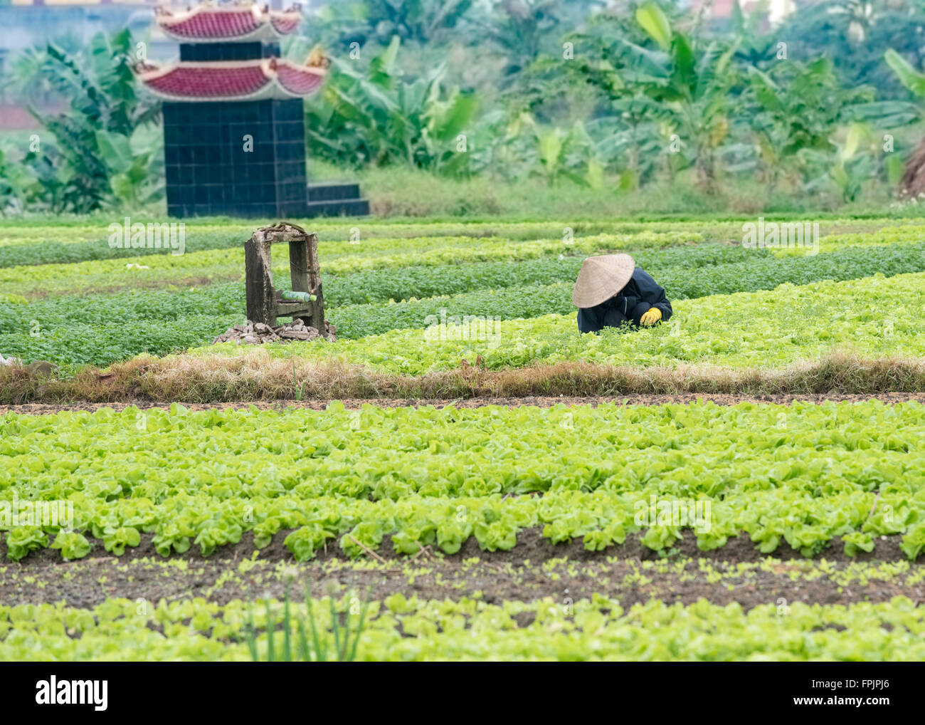 HALONG, VIETNAM - 22. Januar 2016: Frau Landarbeiter auf den kommunalen Gemüseanbau und Salat Feldern arbeiten Stockfoto
