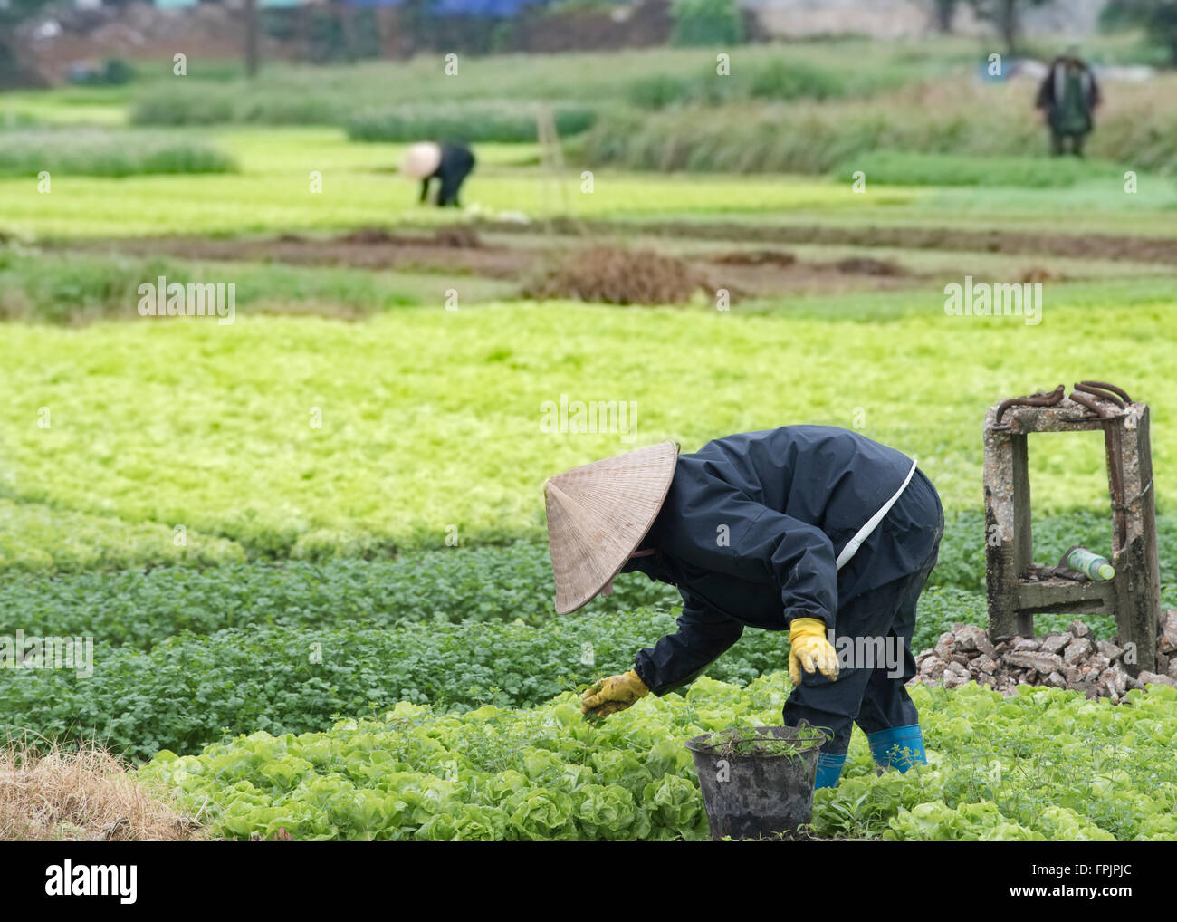 HALONG, VIETNAM - 22. Januar 2016: Frau Landarbeiter auf den kommunalen Gemüseanbau und Salat Feldern arbeiten Stockfoto