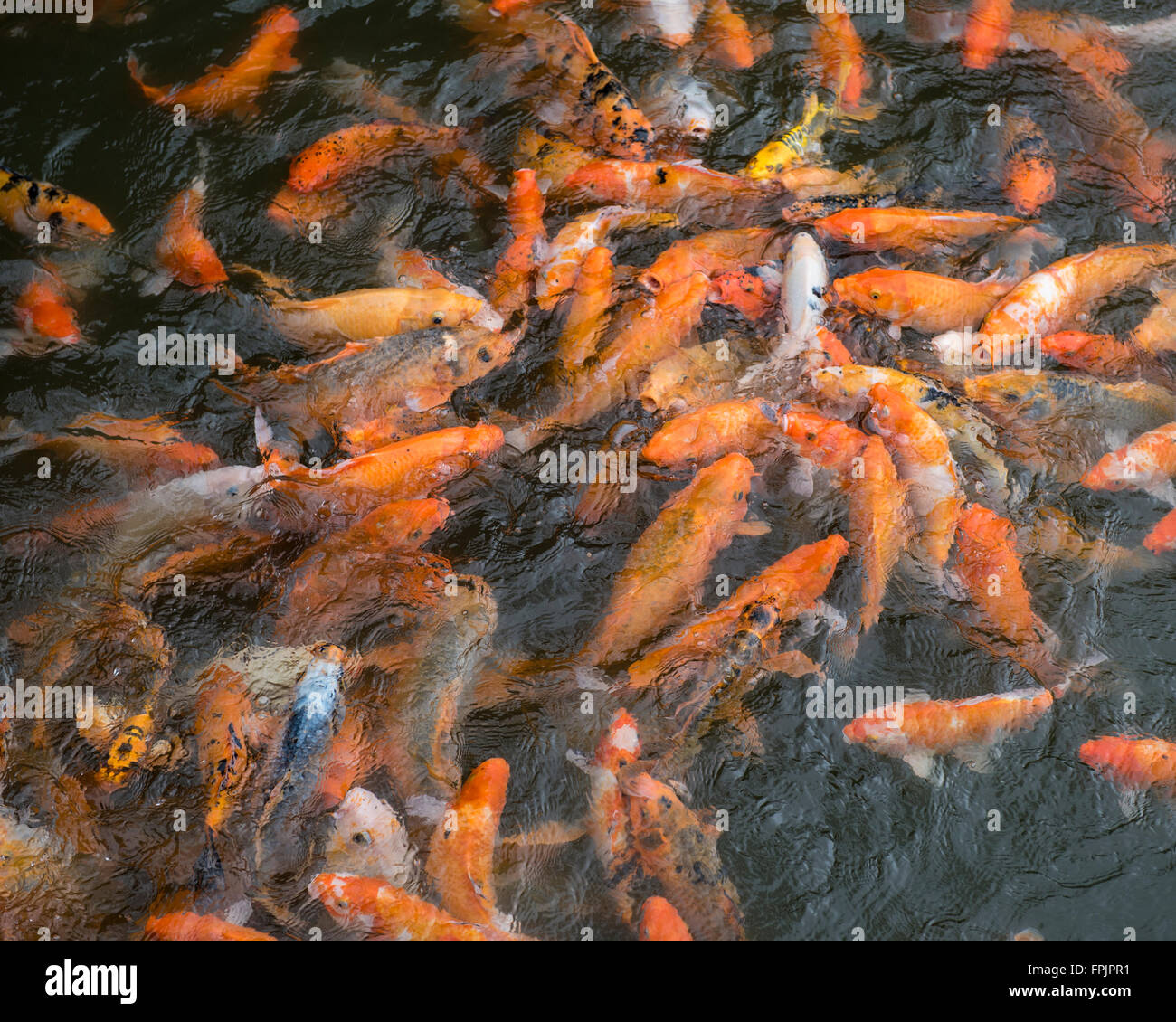 Hektische Goldfische, Karpfen, gefüttert am Eingang in die Kaiserstadt Hue, Vietnam Stockfoto