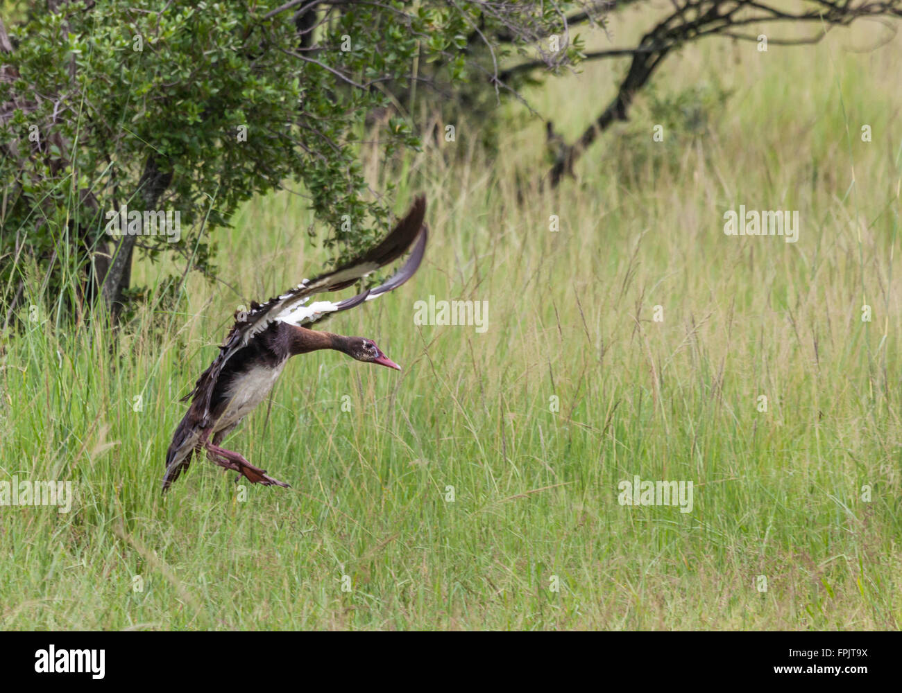 Sporn-winged Gans Plectropterus Gambensis, Landung in langen Rasen; Mosi-Oa-Tunya Nationalpark in der Nähe von Llivingstone, Sambia, Afrika Stockfoto