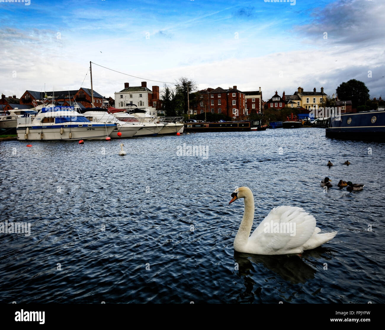 Eine Schwan Familie genießen Sie Ruhe und Erholung in der Kanal-Becken in Stourpoirt auf Severn Stockfoto