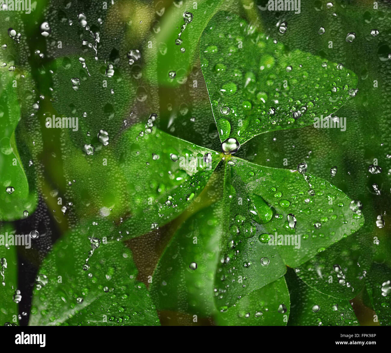 Nahaufnahme einer Kleeblatt-Ansicht durch Regentropfen am Fenster. Stockfoto