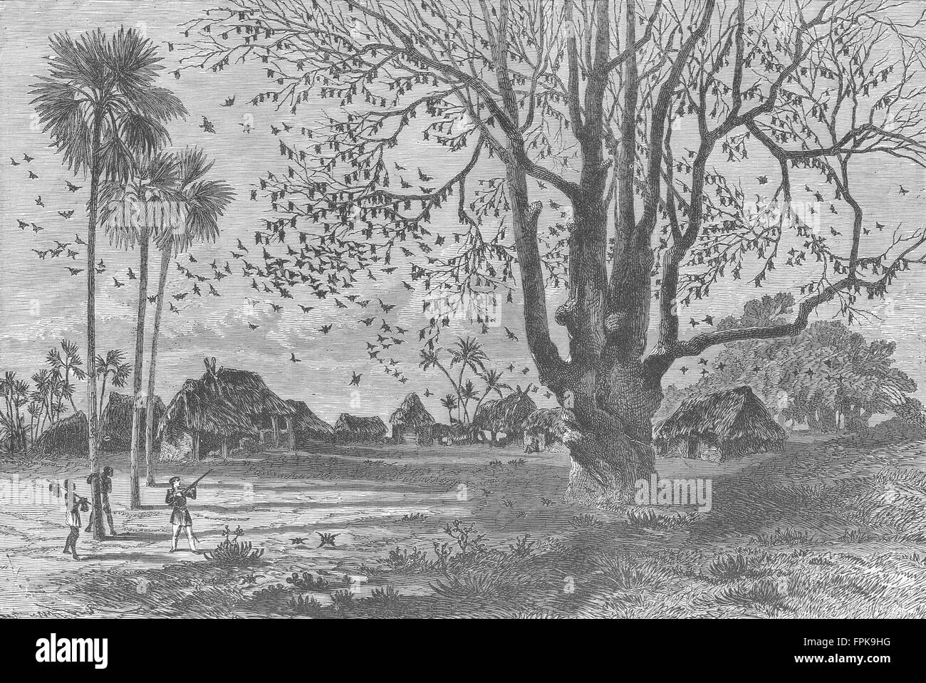 BENIN: Baum der Fledermäuse, Ouidah, antique print 1880 Stockfoto