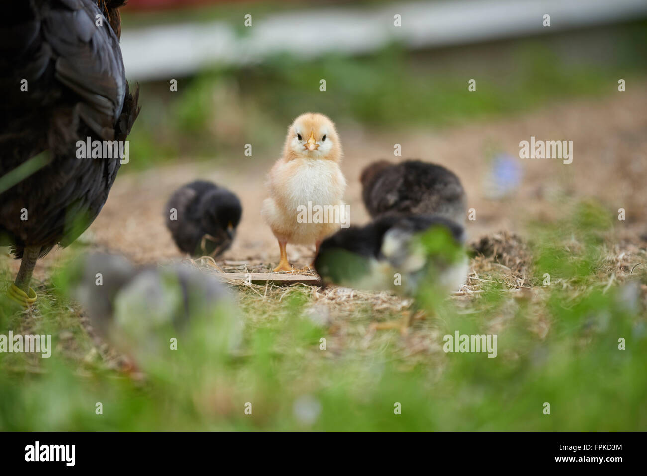 Inländische Hühner, Gallus Gallus Domesticus, Küken, Wiese, Frontal stehend, Blick in die Kamera Stockfoto