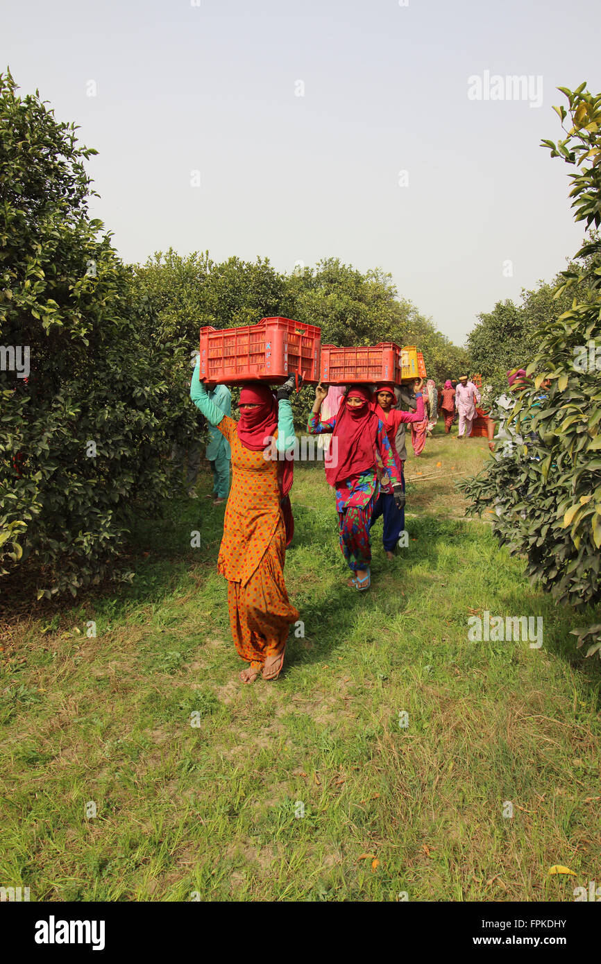 Arbeitnehmerinnen in bunten Trachten tragen Kisten Orangen durch einem Orangenhain im ländlichen Rajasthan in Indien. Stockfoto