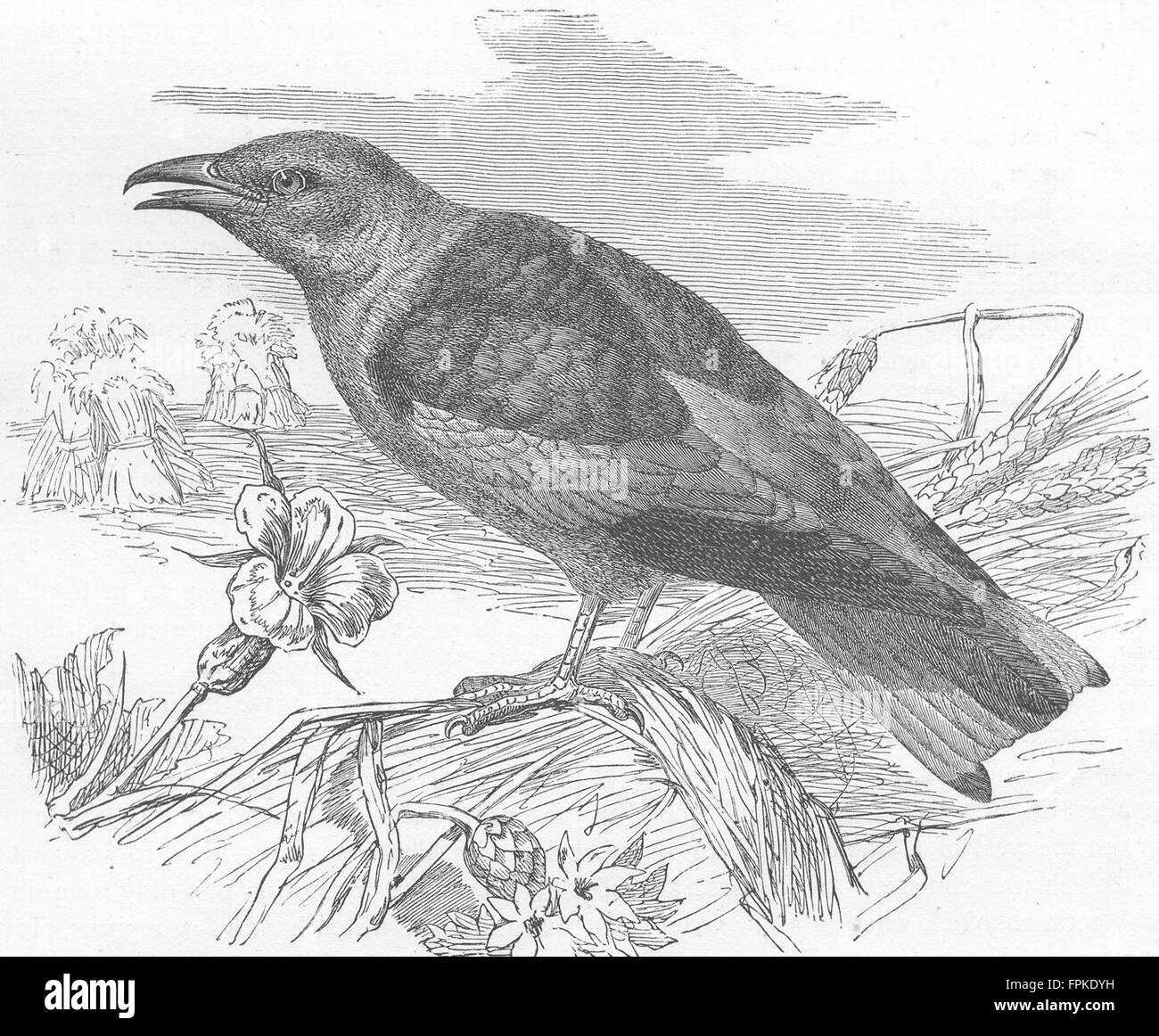 Vögel: Nordafrika: Roller (Coracias Garrula), antique print 1880 Stockfoto