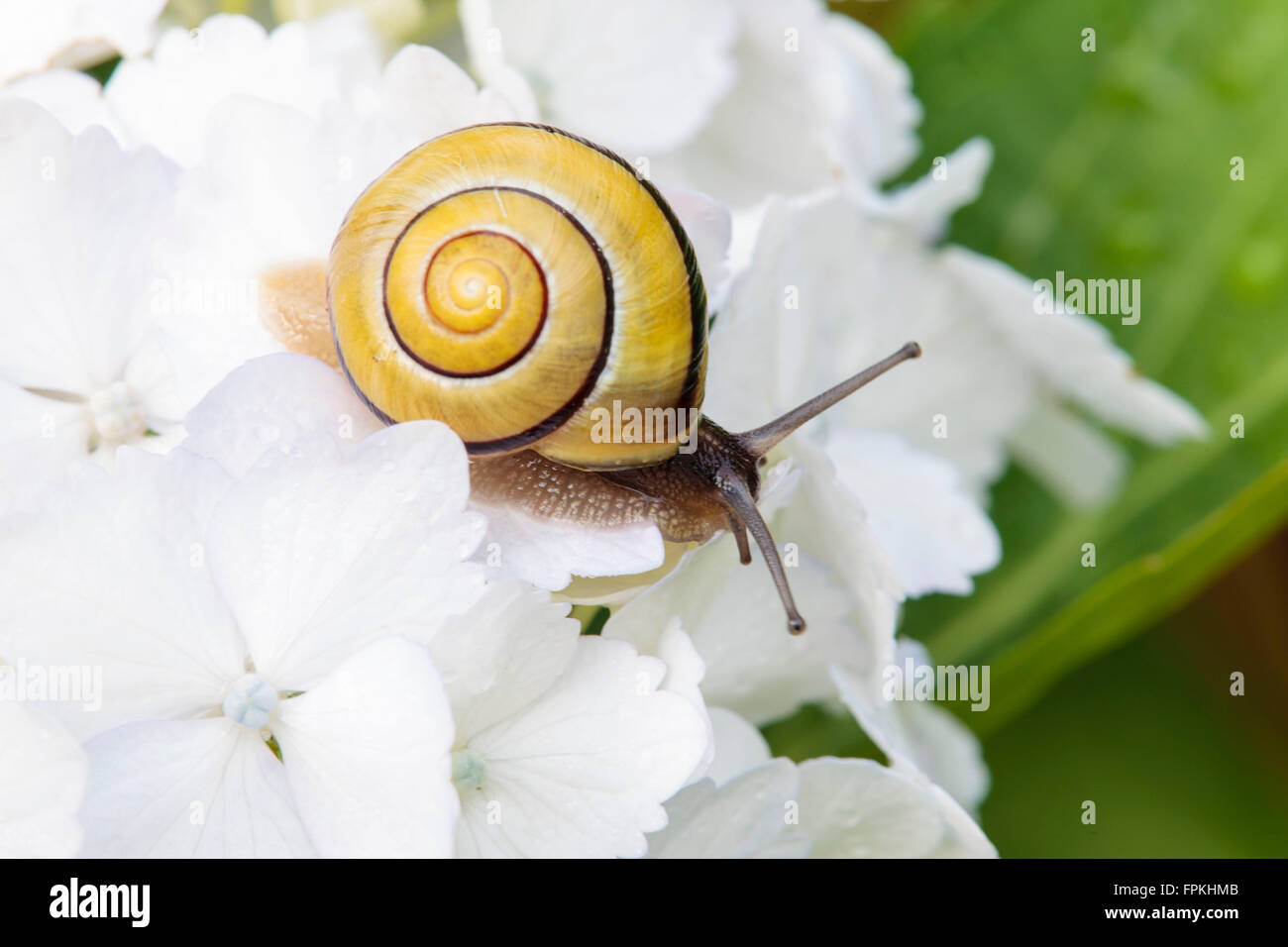 Weißlippen-Schnecke, Bänderschnecken Hortensis auf Hortensie Blüte Stockfoto