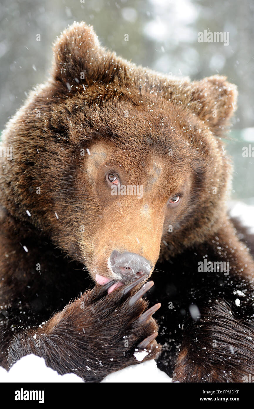 Wilde Braunbären im Winterwald Stockfoto