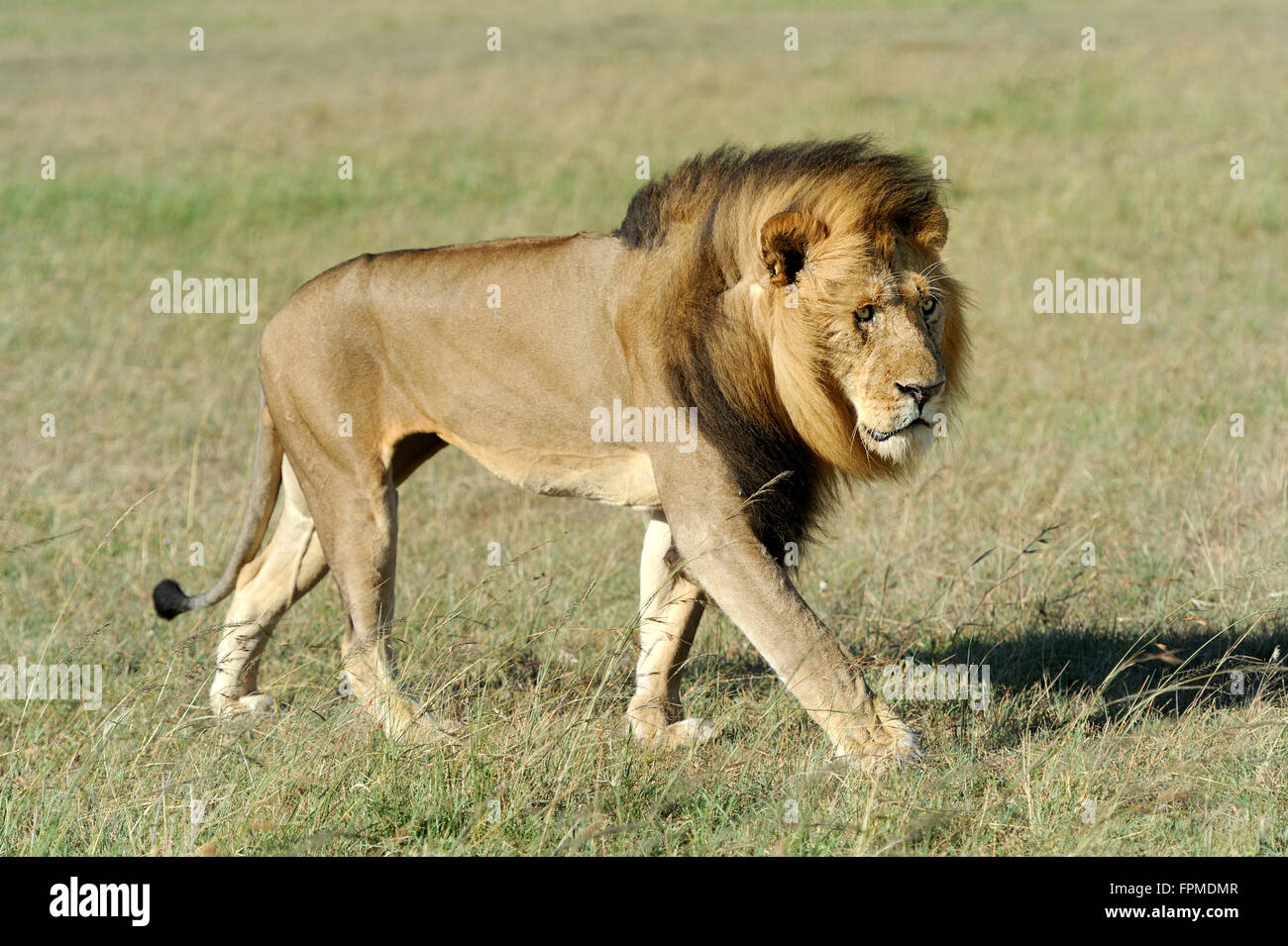Wunderschöne Löwen Caesar in dem Rasen des Masai Mara, Kenia Stockfoto