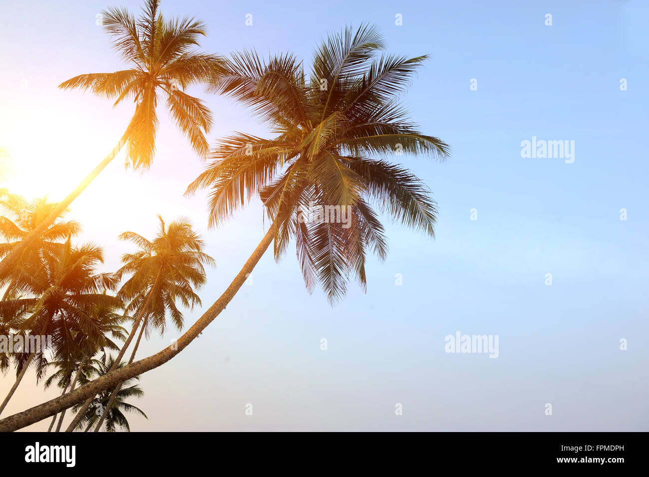 Grüne Palme Kokospalme auf blauen Himmelshintergrund Stockfoto