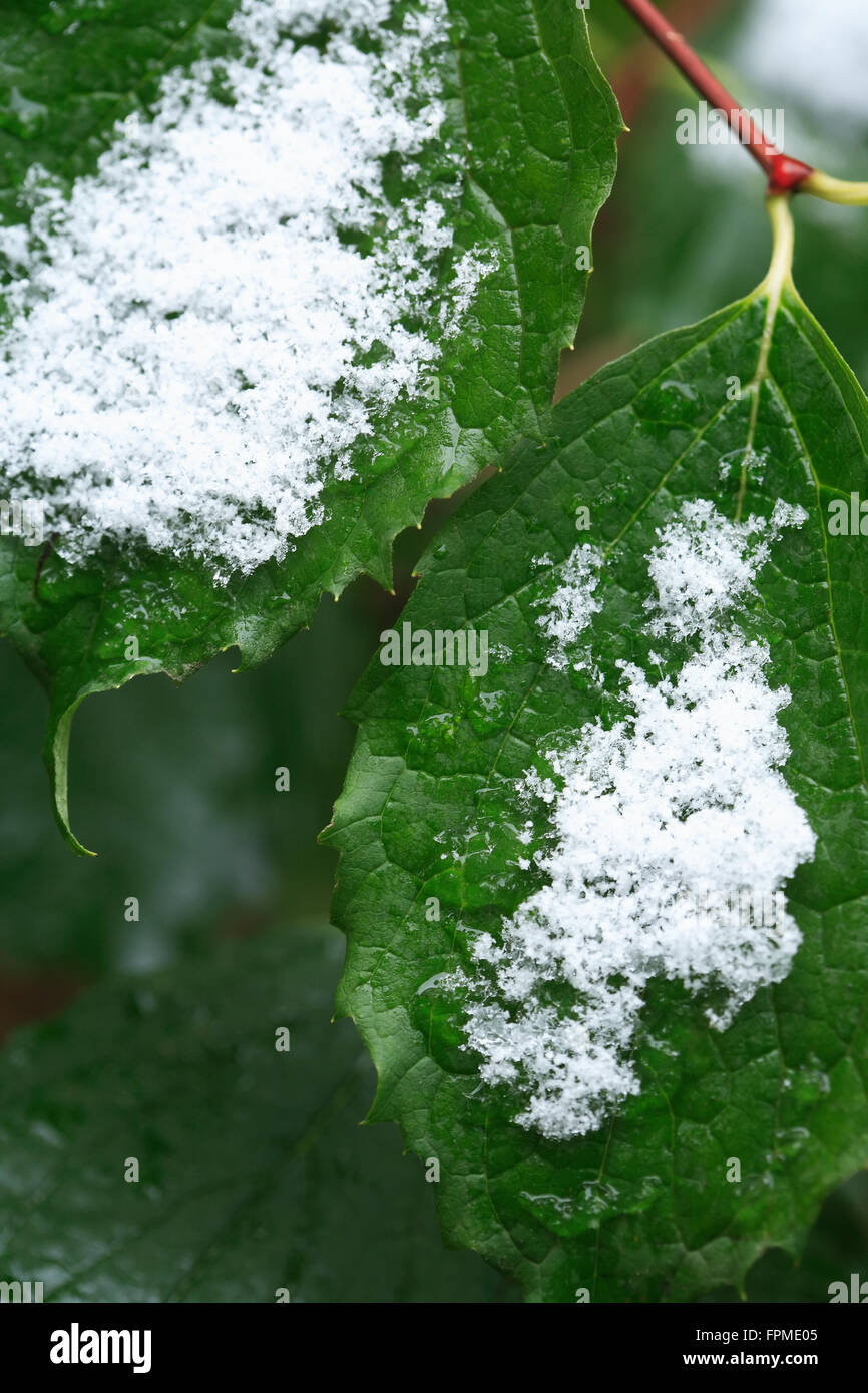 Zwischen Herbst und Winter. Erster Schnee auf grünen Blättern Stockfoto