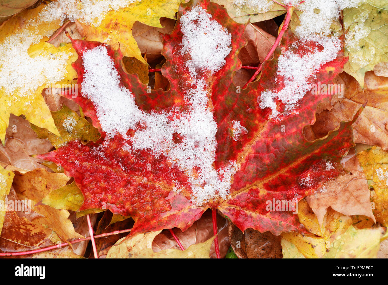 Zwischen Herbst und Winter. Erster Schnee auf Hintergrund mit verschiedenen Herbstlaub Stockfoto