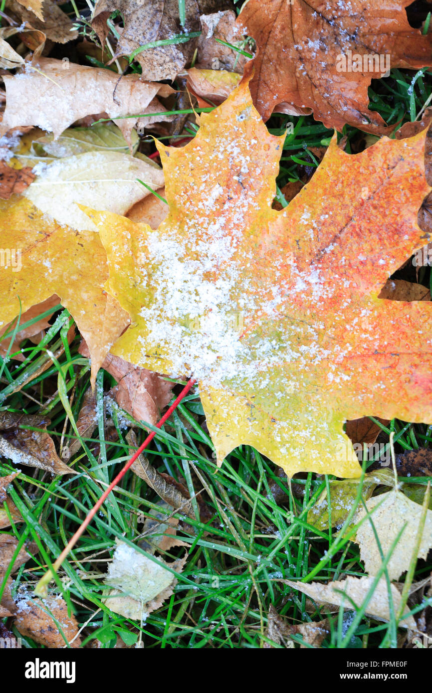Zwischen Herbst und Winter. Erster Schnee auf Hintergrund mit verschiedenen Herbstlaub Stockfoto