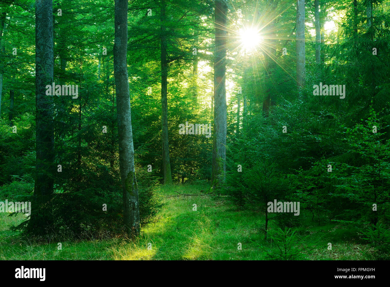 Morgensonne in naturnahen buchen-Mischwald, Natur reservieren Spessart, Bayern, Deutschland Stockfoto