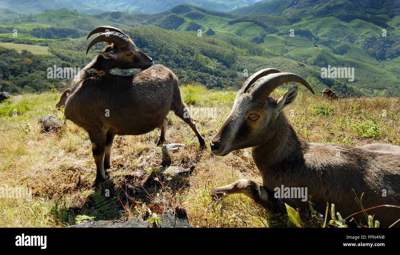 Seltene Nilgiri Tahr (Hemitragus Hylocrius) Bergziege in den Western Ghats, südlichen India.Endangered Arten gesehen in kerala Stockfoto