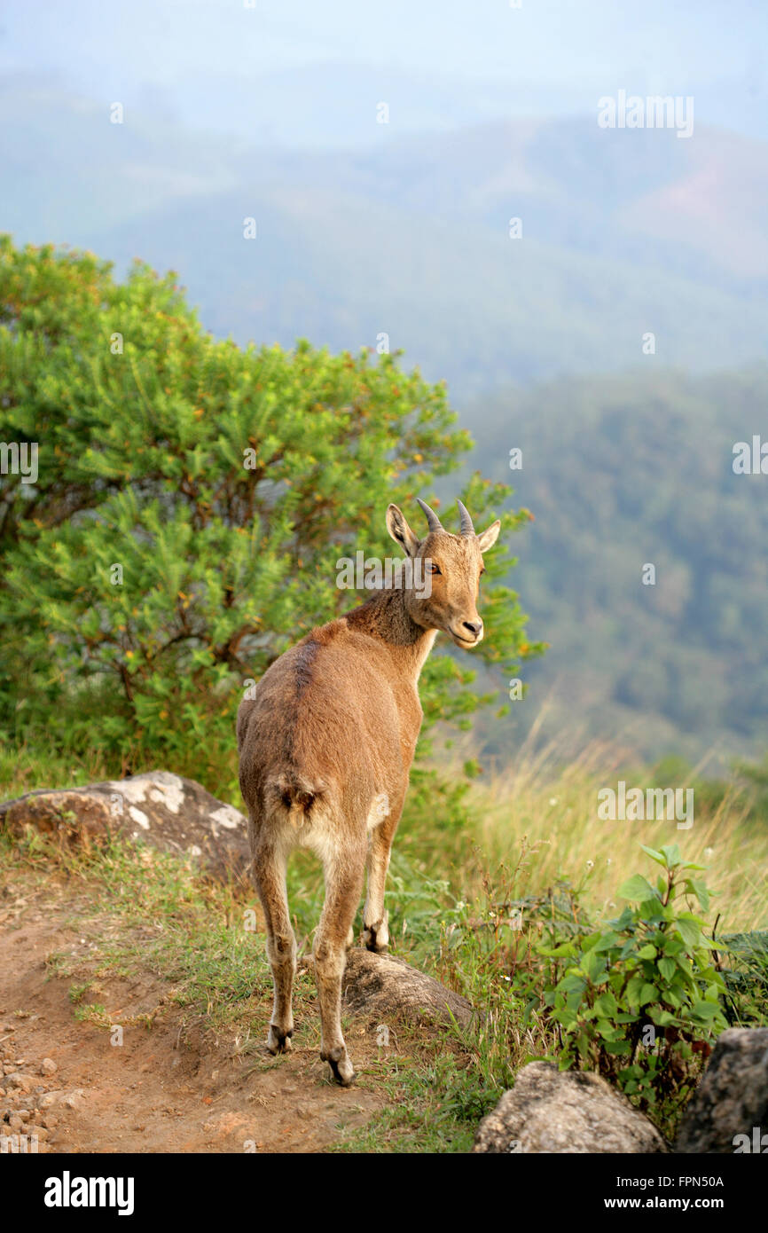 Seltene Nilgiri Tahr (Hemitragus Hylocrius) Bergziege in den Western Ghats, südlichen India.Endangered Arten gesehen in kerala Stockfoto