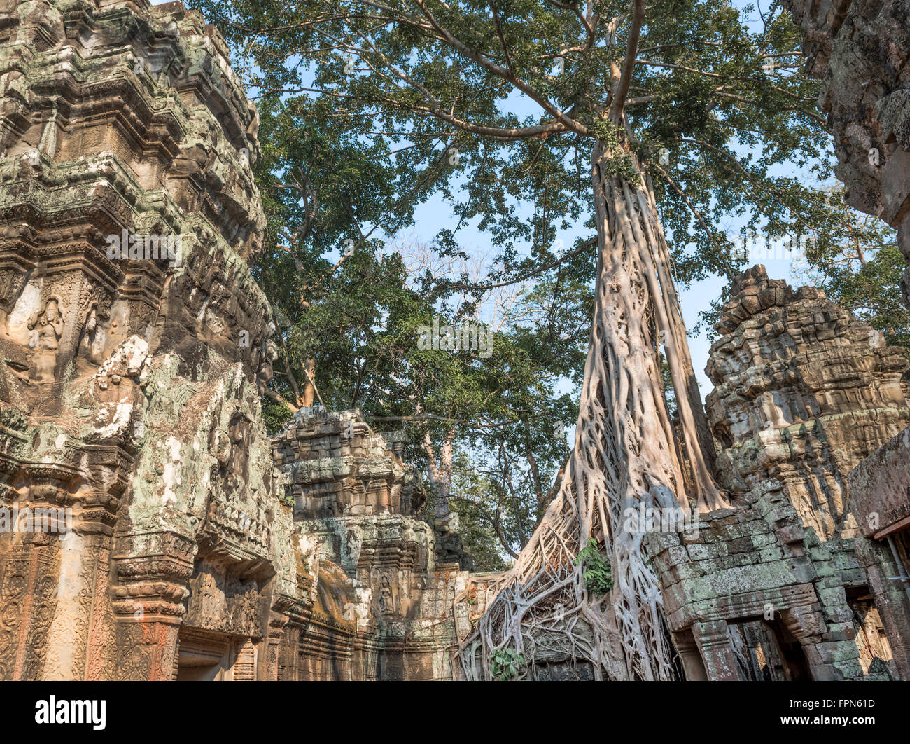 Riesigen Banyan-Baum oder Würgefeige, wächst über das 12. Jahrhundert Ta Prohm Tempel, Kambodscha, erbaut von König Jayavarman VII. Stockfoto