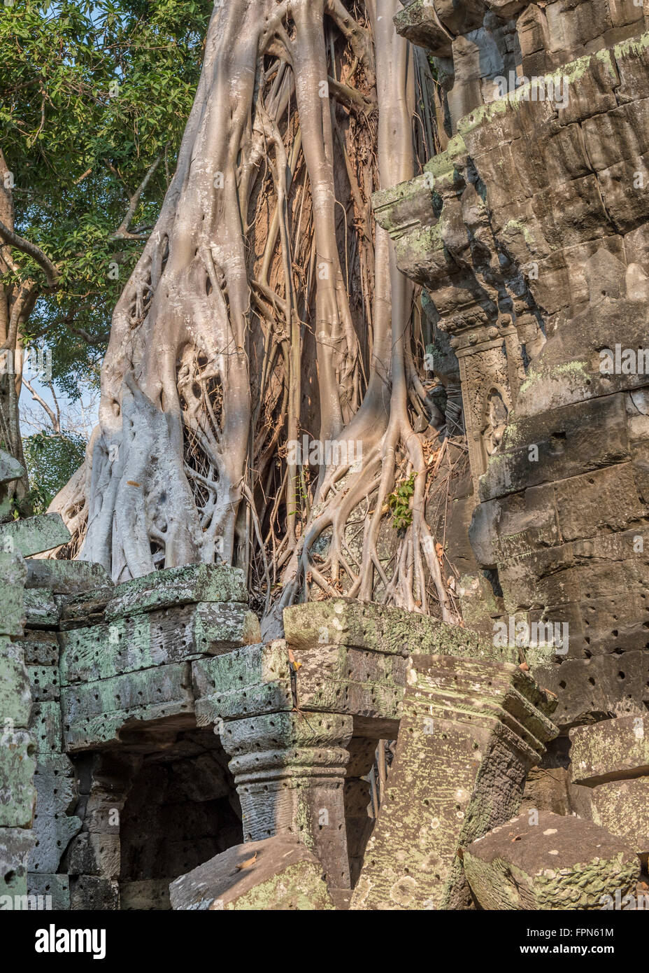 Riesigen Banyan-Baum oder Würgefeige, wächst über das 12. Jahrhundert Ta ProhmTemple, Kambodscha, erbaut von König Jayavarman VII. Stockfoto