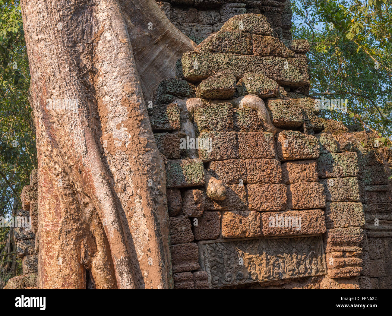 Riesige Chambak Baum, Irvingia Malayana wächst über den 12. Jahrhundert Ta Prohm Tempel, Kambodscha, erbaut von König Jayavarman VII. Stockfoto