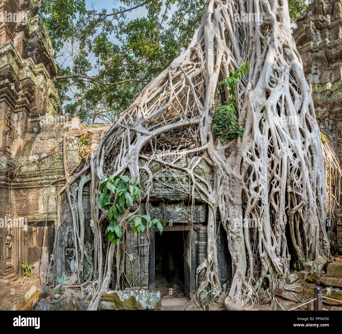 Riesigen Banyan-Baum oder Würgefeige, wächst über das 12. Jahrhundert Ta Prohm Tempel, Kambodscha, erbaut von König Jayavarman VII. Stockfoto