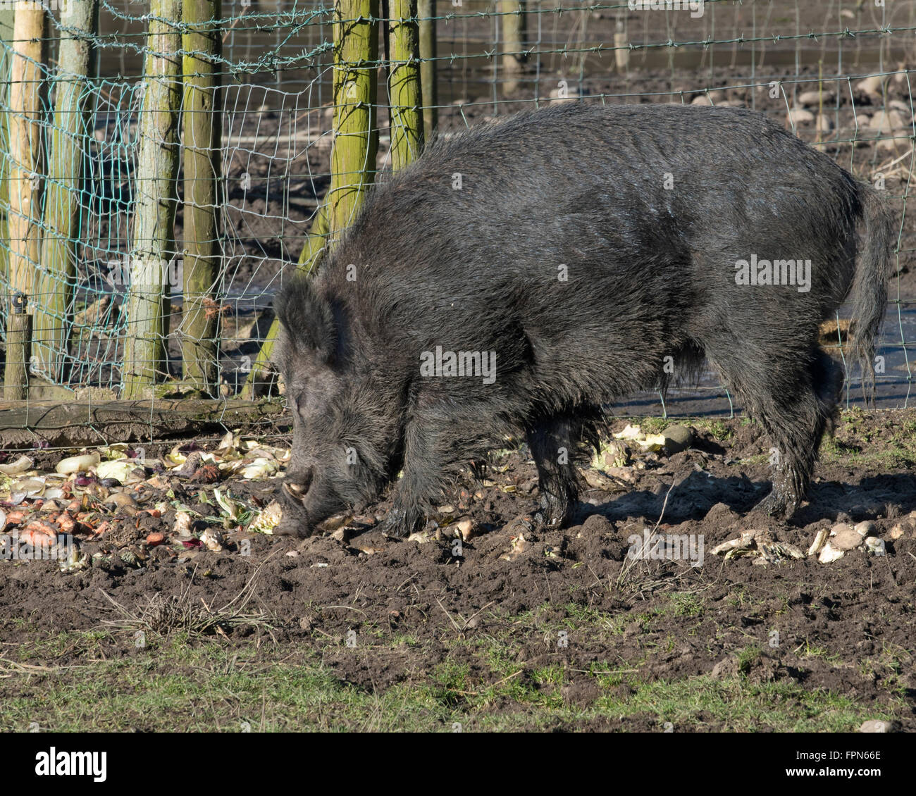 Captive dunklen Haaren Keiler, Sus Scrofa, essen Wurzelgemüse neben einem Zaun im Norden von England.  Ein großer Hund Stockfoto