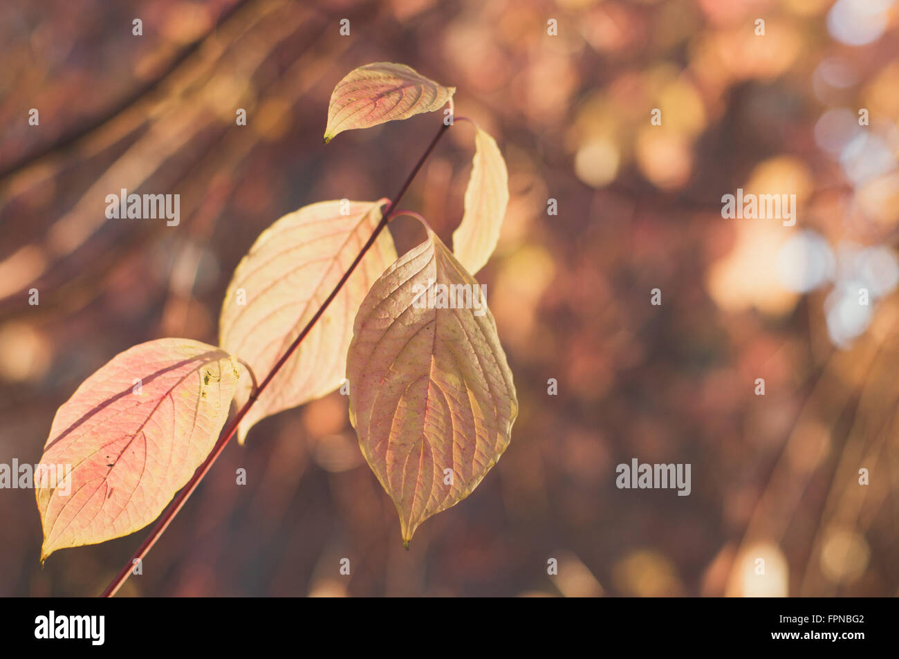 Zweig mit blass orange Blätter auf bunte unscharfen Hintergrund Stockfoto