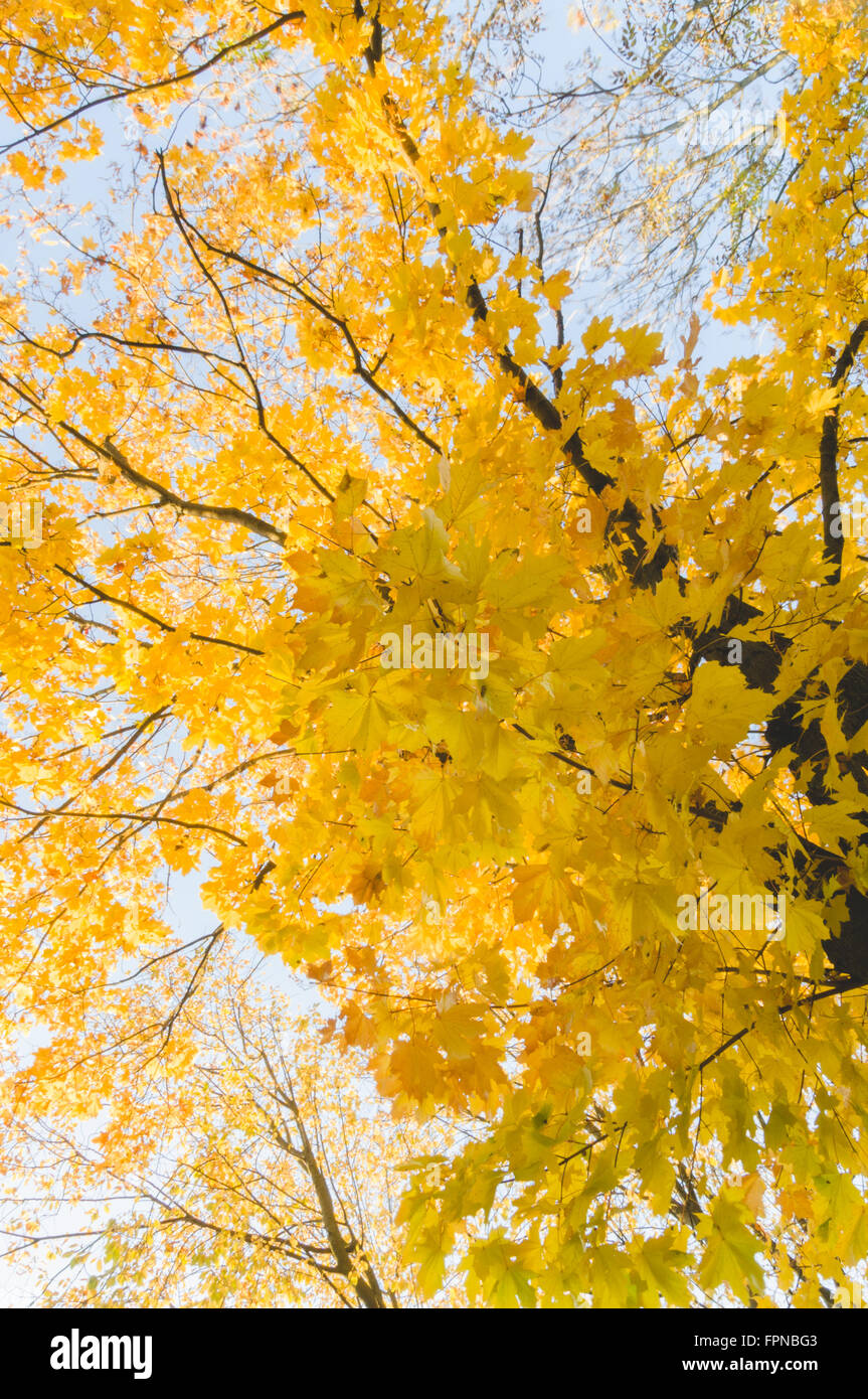 Herbst gelb gefärbten Ahornbaum am blauen Himmel, Blick vom Boden nach oben Stockfoto