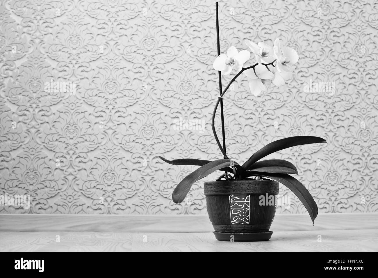 Orchidee blüht im Topf am Boden gegen die Hintergrund-Wallpaper. Schwarz / weiß Foto Stockfoto