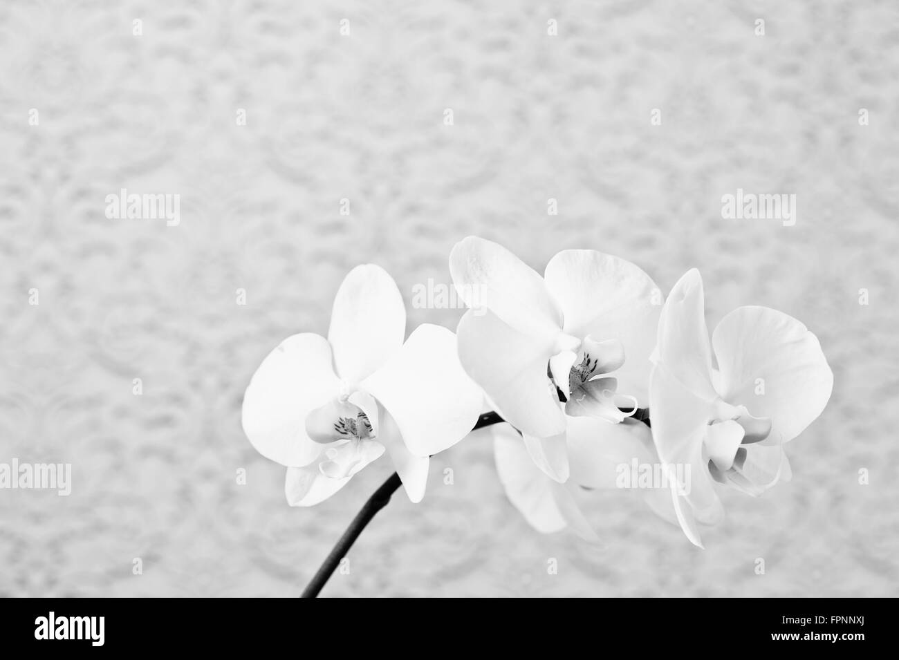 Weiße Phalaenopsis Blüten Orchidee auf Textur Hintergrund hautnah. Schwarz / weiß Foto Stockfoto