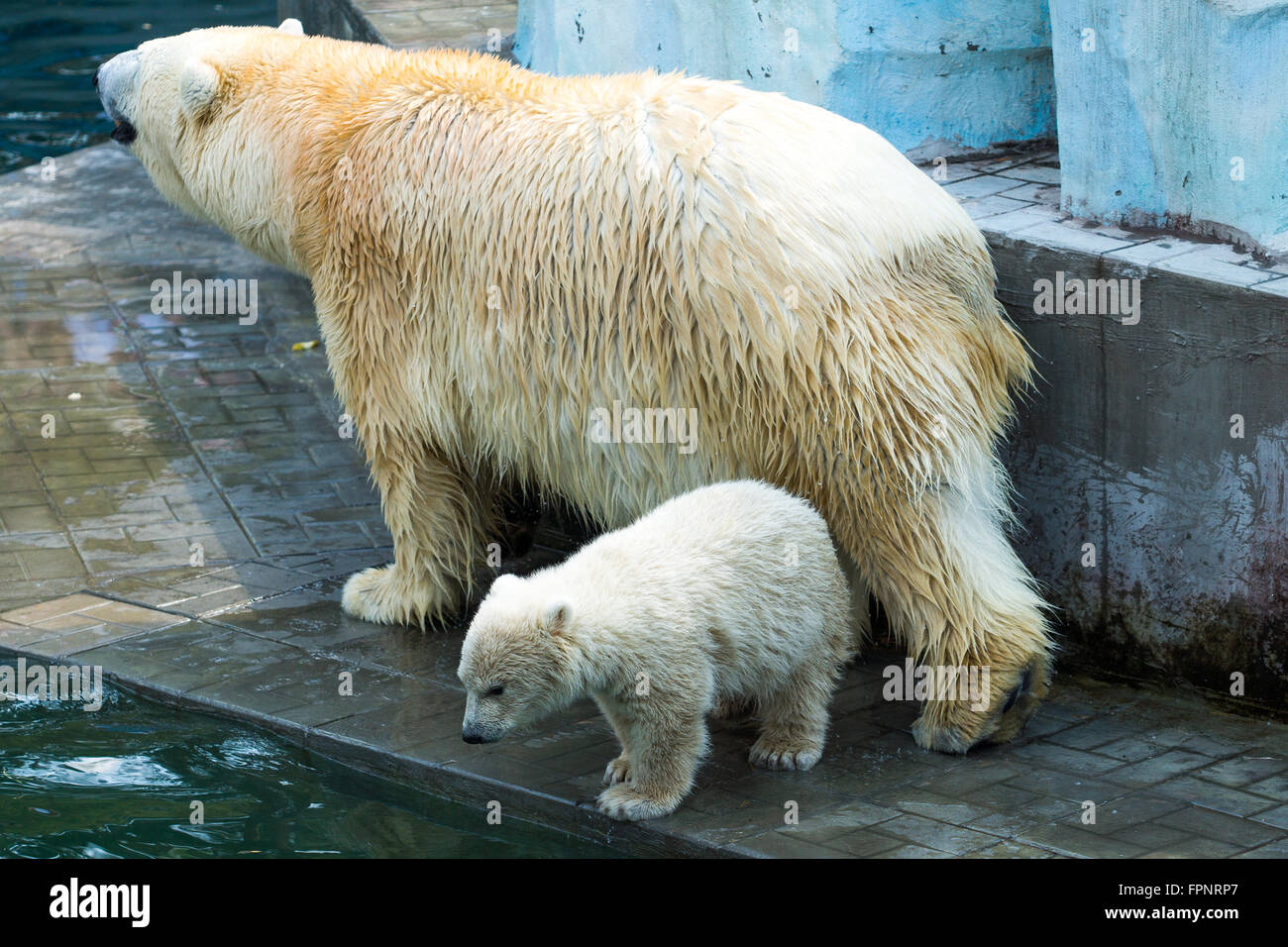 weibliche Bär mit Baby im zoo Stockfoto