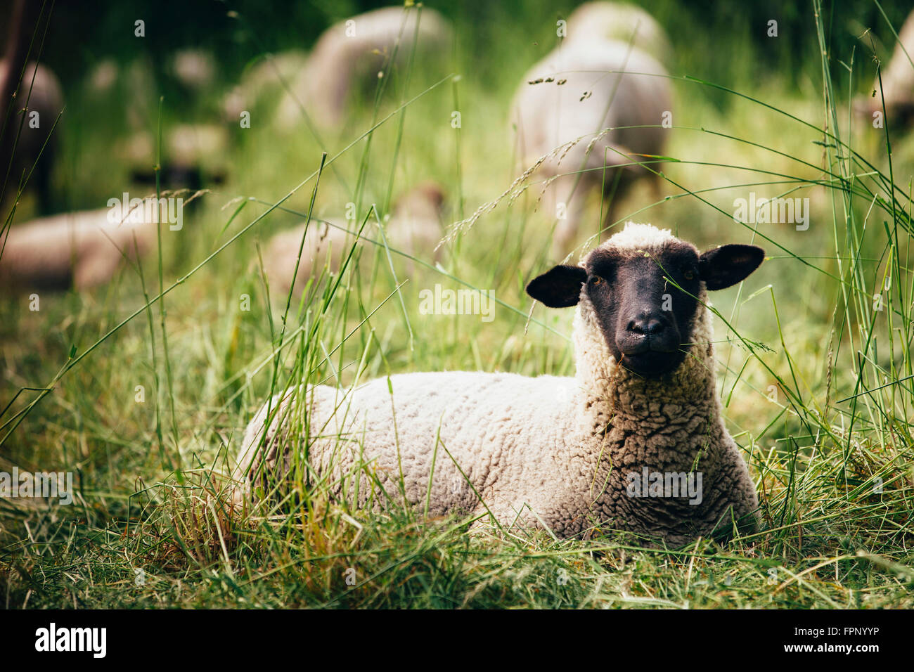 Schafe auf der Weide Stockfoto