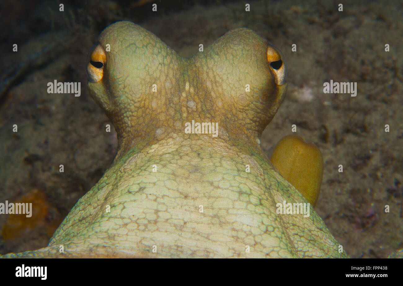 Octopus ist zwischen den Felsen getarnt. Stockfoto