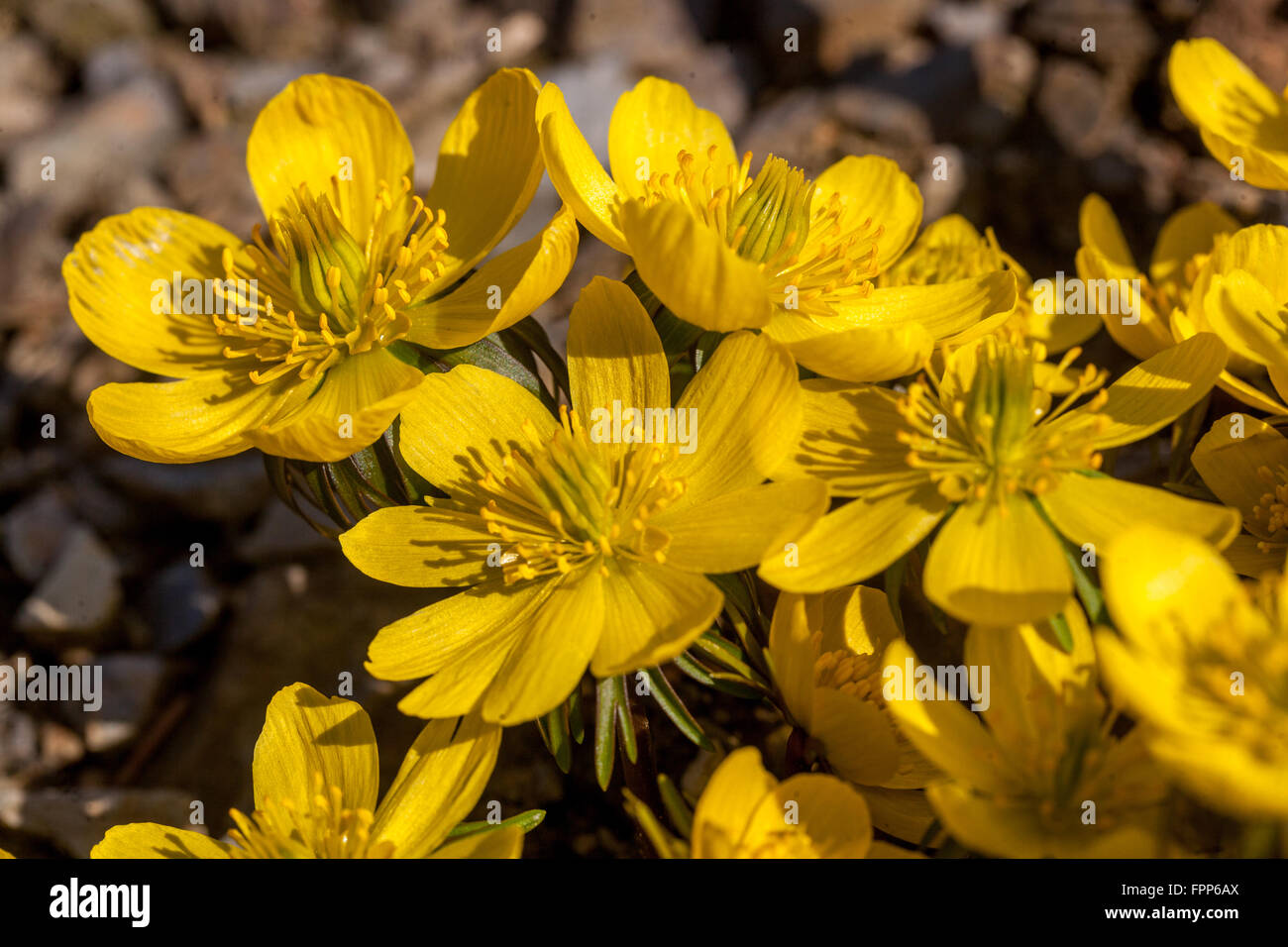 Eranthis hyemalis Cilicica, Winter-Akonit blühende Frühlingsblumen Winter Hellebore, Eranthis cilicica Stockfoto