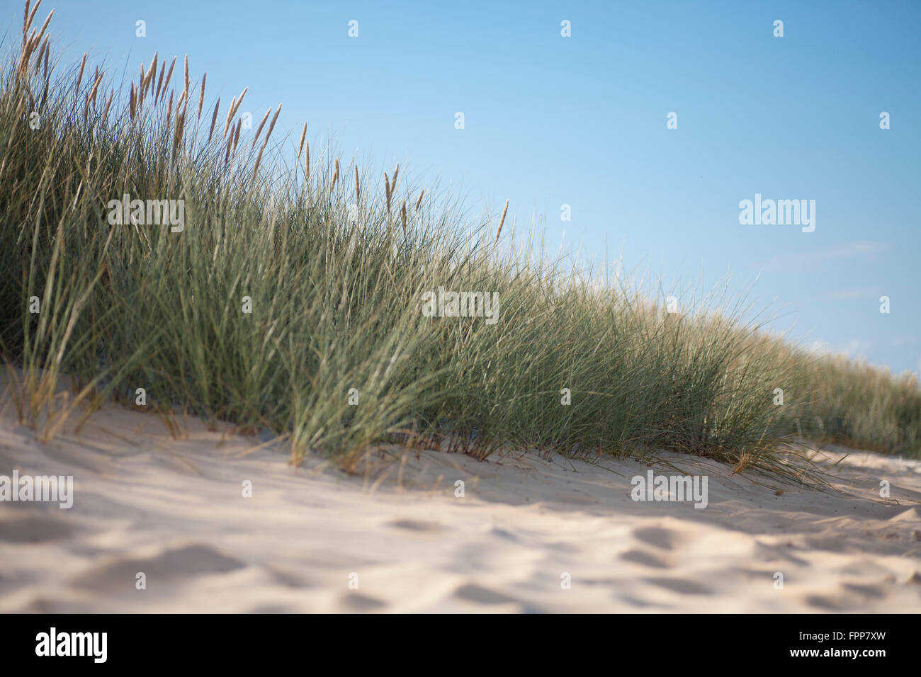 Strandhafer, Ammophila Arenaria, Stockfoto
