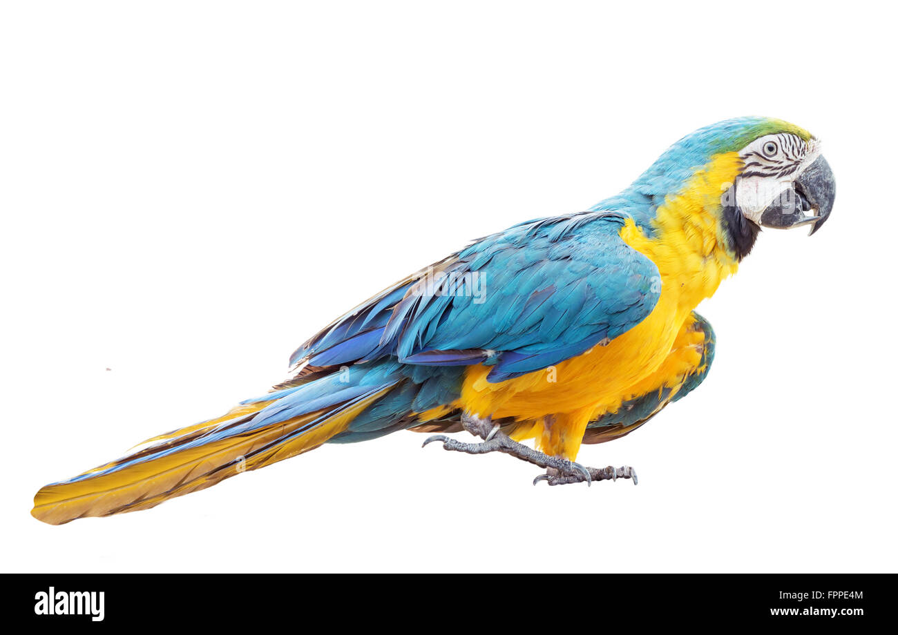Bunte blaue Papagei Ara isoliert auf weißem Hintergrund Stockfoto