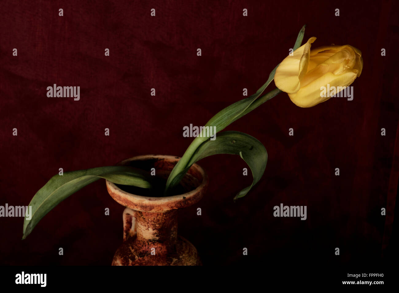 Gelbe Tulpe in einer Keramikvase, Stillleben, dunklen roten Teppich Hintergrund Hintergrund Stockfoto