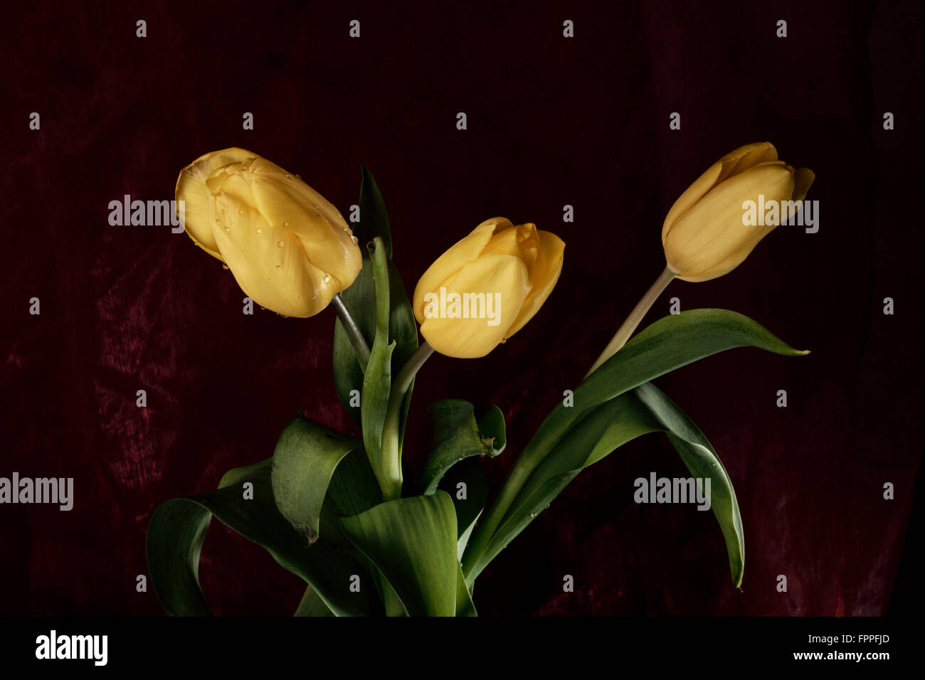 Stillleben gelbe Tulpen, dunklen roten Hintergrund Hintergrund Stockfoto