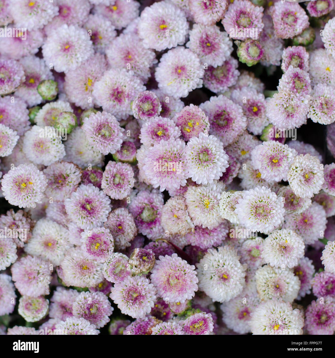 Aster Blumen Hintergrund Stockfoto