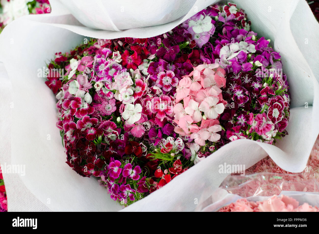 Dianthus Chinensis (China rosa) in Blumenmarkt, Thailand Stockfoto