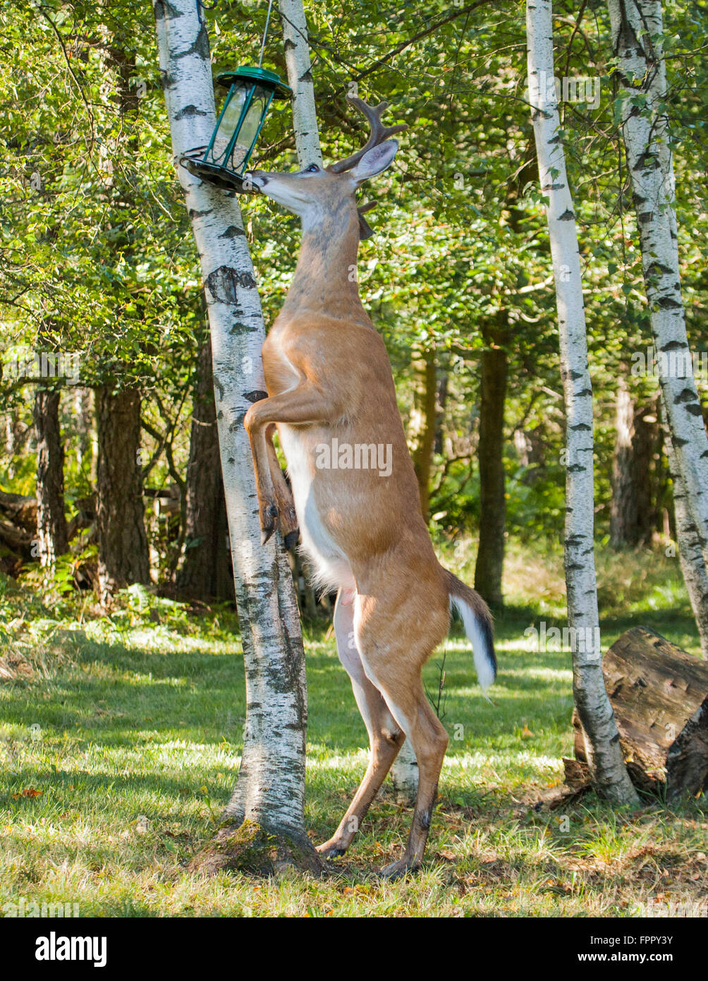 Large White Tailed Buck auf Hinterbeine stehen für Lebensmittel Stockfoto