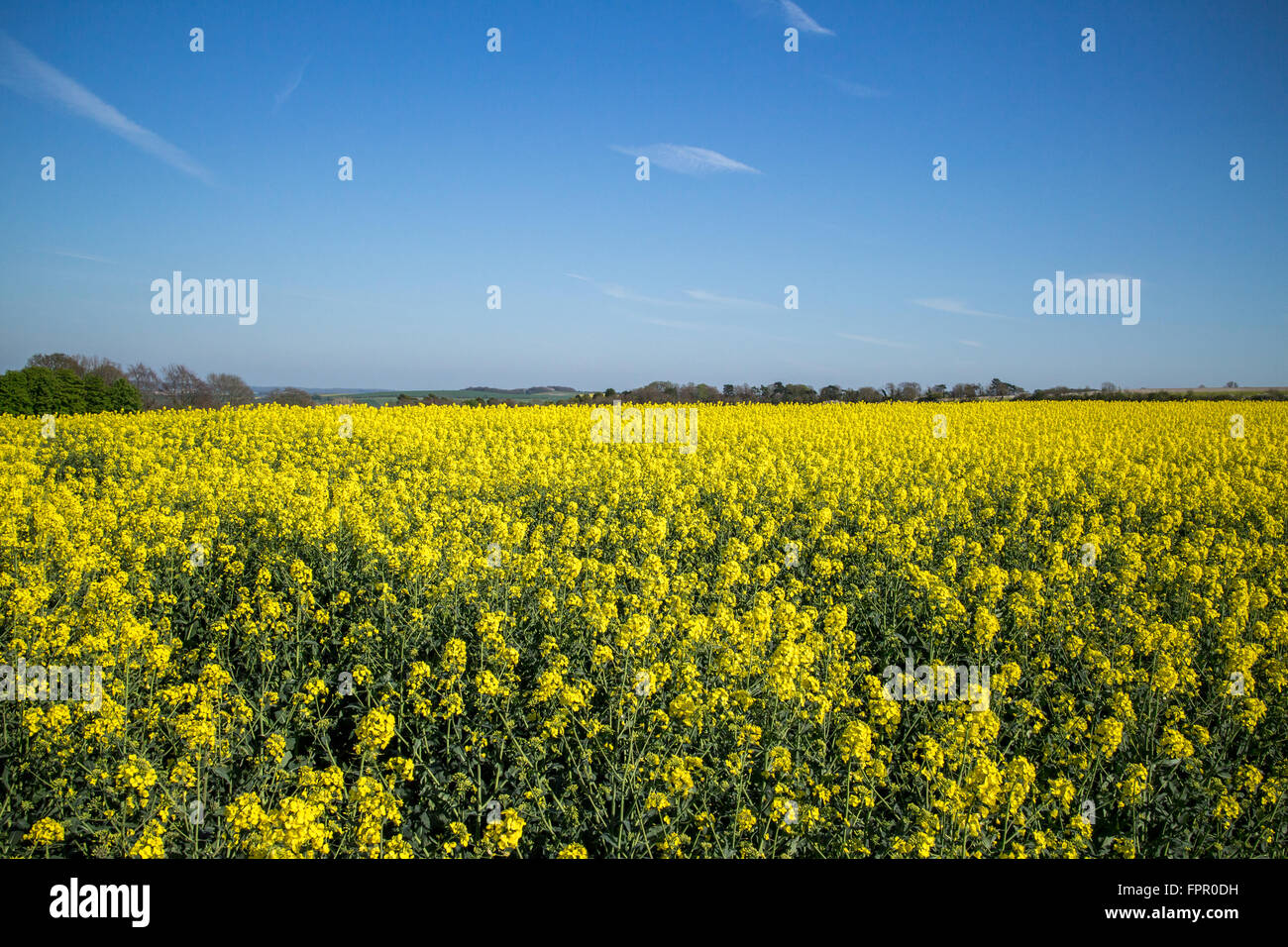 Blauer Himmel über der gelben Felder von Raps Stockfoto