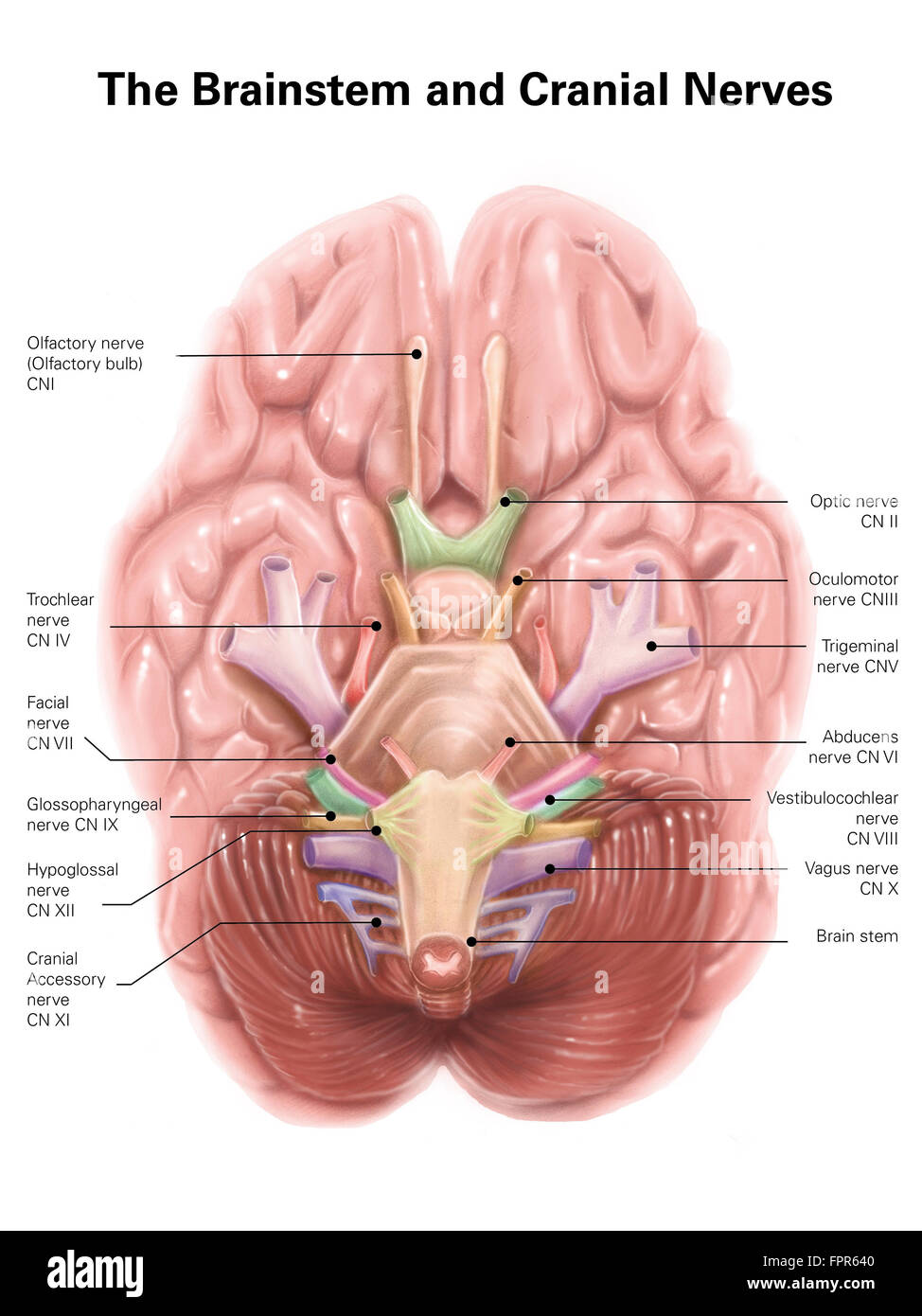 Anatomie des menschlichen Hirnstamm und Hirnnerven. Stockfoto