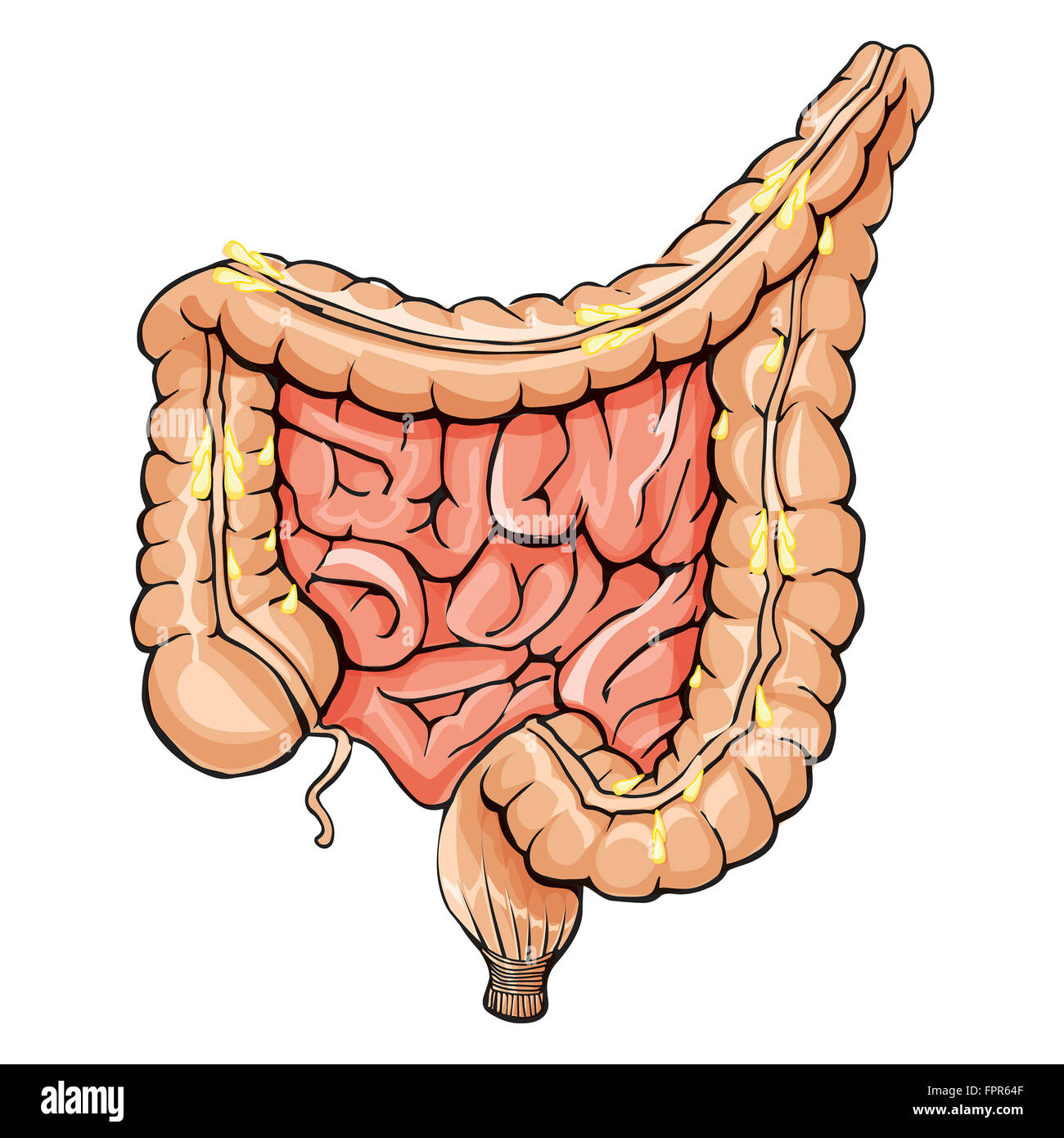 Allgemeine Anatomie Dickdarm. Stockfoto