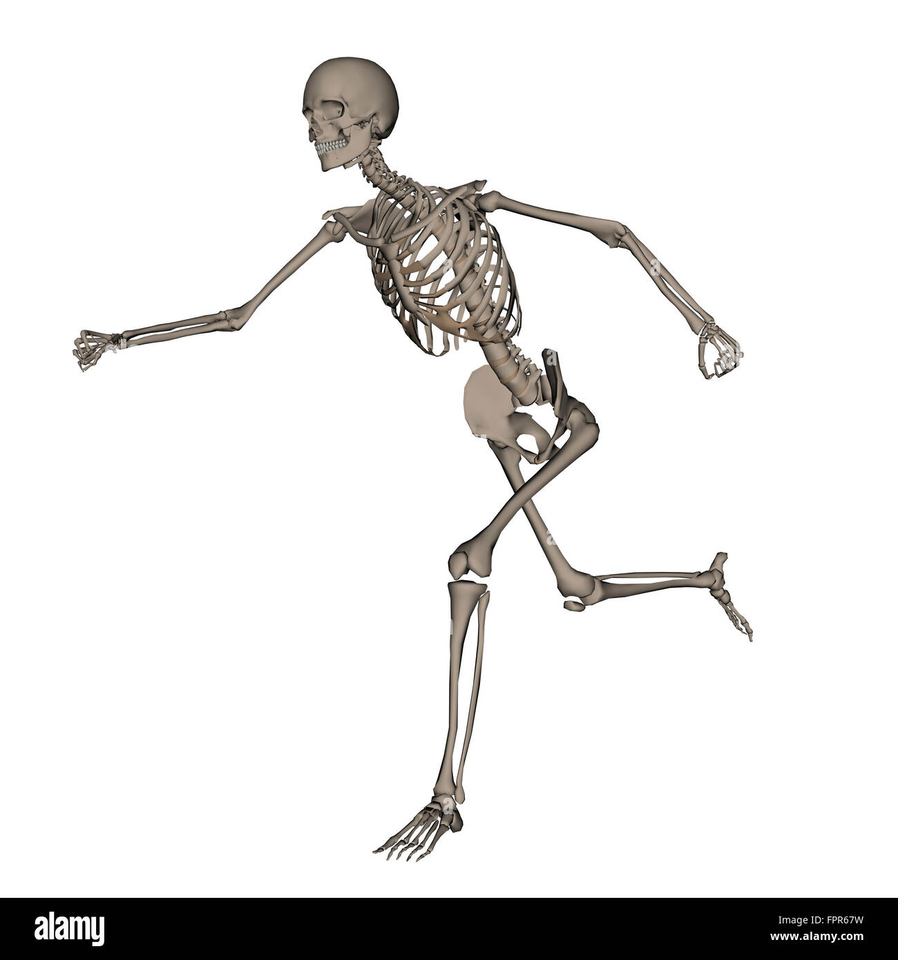 Vorderansicht des menschlichen Skeletts laufen, isoliert auf weißem Hintergrund. Stockfoto
